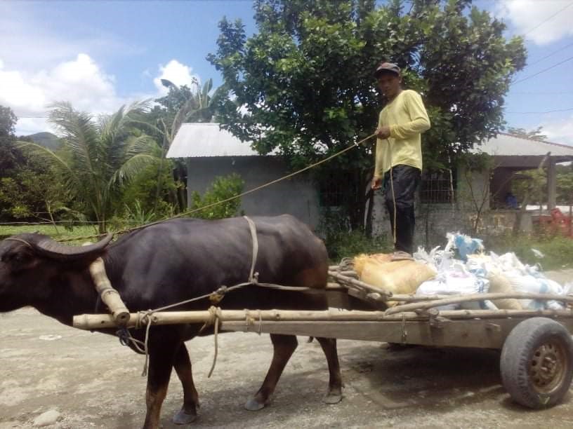 Sands and cements are placed inside sacks and carried by carabaos.